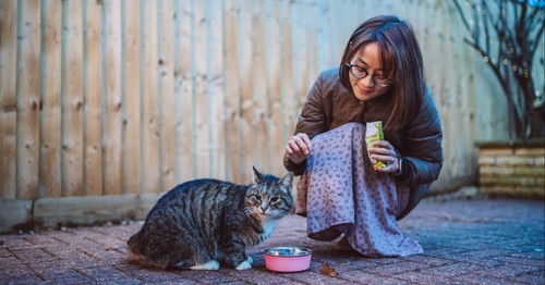 Agree or disagree: It’s perfectly fine to sometimes give food to a neighbor’s cat, even if they haven’t asked you to.