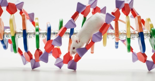 Agree or disagree: Animals should not be used for scientific research.