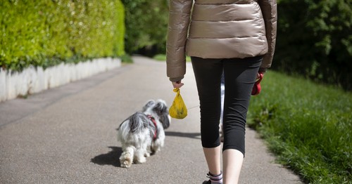 Do you think not cleaning up after your dog in public should or should not be a crime?
