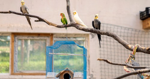 Agree or disagree: Having pets is selfish – they should all be free.