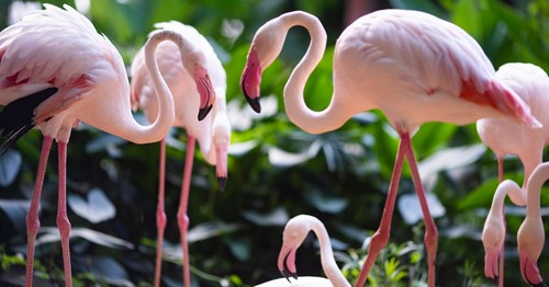 Agree or disagree: Zoos are unethical and should be phased out.