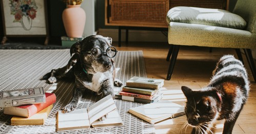 Agree or disagree: Animals are generally much smarter than we think they are.