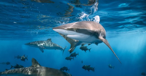 Agree or disagree: Shark Week should never be cancelled
